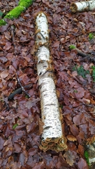 Stereum subtomentosum