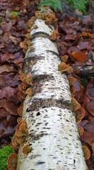 Stereum subtomentosum