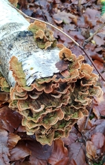 Stereum subtomentosum