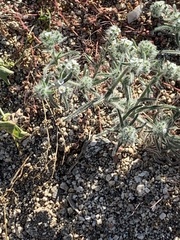 Johnstonella angustifolia