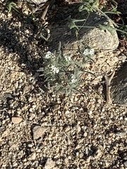 Johnstonella angustifolia