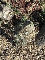 Johnstonella angustifolia