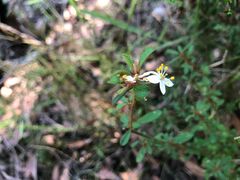 Asterolasia asteriscophora albiflora