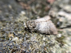 Disparia nigrofasciata