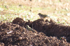 Fringilla coelebs coelebs