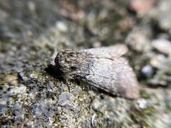 Disparia nigrofasciata