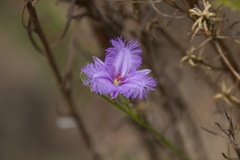 Thysanotus