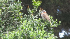 Zonotrichia capensis