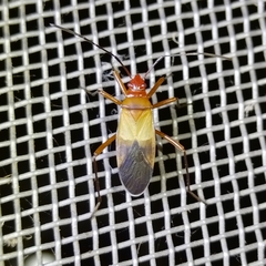 Hypselonotini