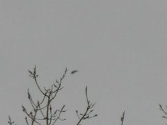 Haliaeetus leucocephalus