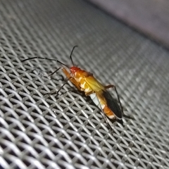 Hypselonotini