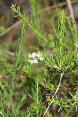 Platysace ericoides