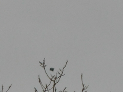 Haliaeetus leucocephalus