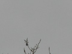 Haliaeetus leucocephalus