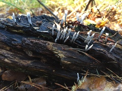 Xylaria hypoxylon