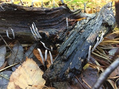 Xylaria hypoxylon