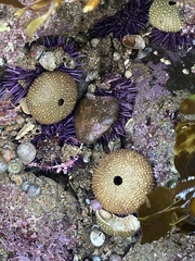 Echinoidea