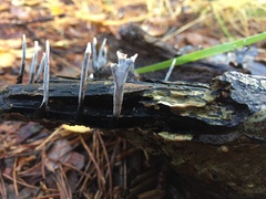 Xylaria hypoxylon
