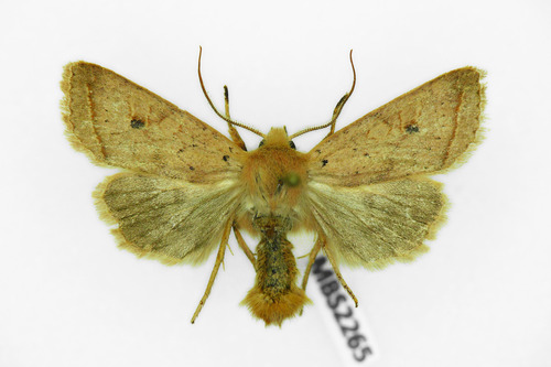 Yellow-line Quaker, photo 5 of 10