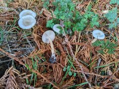 Clitocybe deceptiva