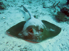 Pastinachus sephen