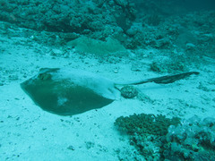 Pastinachus sephen