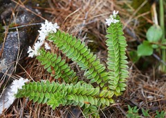 Veronica canterburiensis