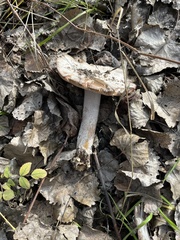 Amanita protecta