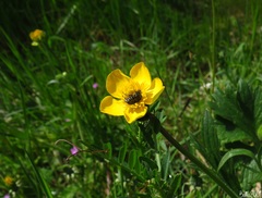 Ranunculus bulbosus