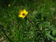 Ranunculus bulbosus