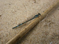 Enallagma carunculatum
