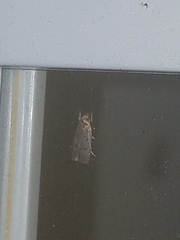 Psilocorsis reflexella