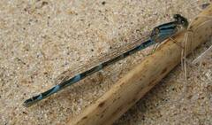 Enallagma carunculatum