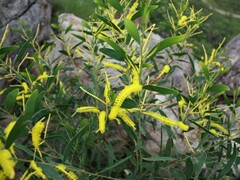 Acacia cataractae