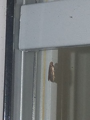 Psilocorsis reflexella