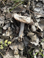 Amanita protecta