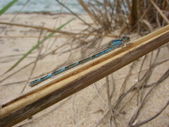 Enallagma carunculatum