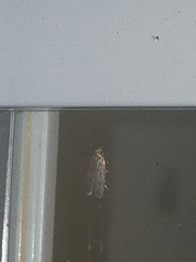 Psilocorsis reflexella