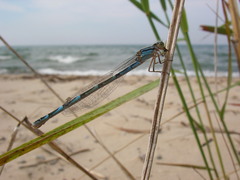 Enallagma carunculatum
