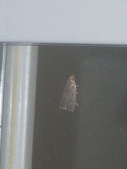 Psilocorsis reflexella