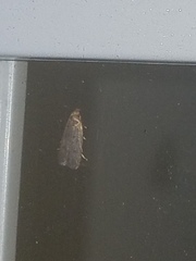 Psilocorsis reflexella