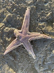 Astropecten armatus