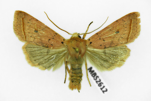 Yellow-line Quaker, photo 4 of 10