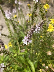 Veronica derwentiana