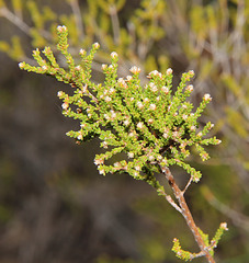 Micromyrtus sessilis