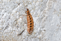 Malacogaster passerinii