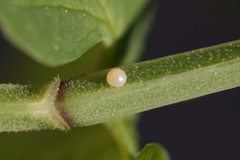 Zerynthia polyxena