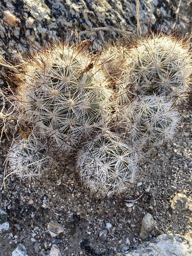 iNaturalist observation photo of Common Fishhook Cactus