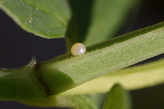 Zerynthia polyxena