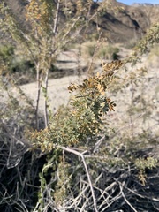 Mimosa aculeaticarpa biuncifera